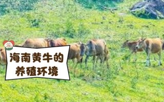 农系!金昌车牌靓号代选黄牛!“进交看”