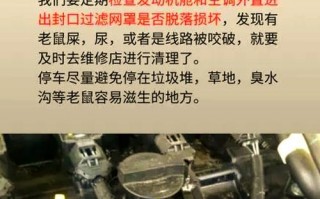 车内惊现老鼠，车主如何应对这个棘手问题？
