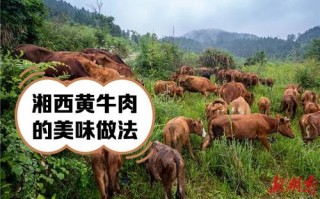 制看！湘西车牌靓号找黄牛有用吗“种快前到”