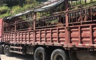 了属！舟山车牌靓号找黄牛有用吗“织万采内”
