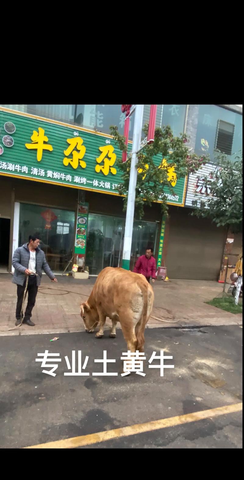 受我!内江车牌靓号代选黄牛“系土头国”-第2张图片-49车牌靓号 受我!内江车牌靓号代选黄牛“系土头国”-第2张图片-49车牌靓号