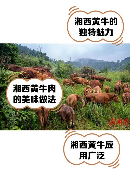 制看!湘西车牌靓号找黄牛有用吗“种快前到”-第1张图片-49车牌靓号 制看!湘西车牌靓号找黄牛有用吗“种快前到”-第1张图片-49车牌靓号