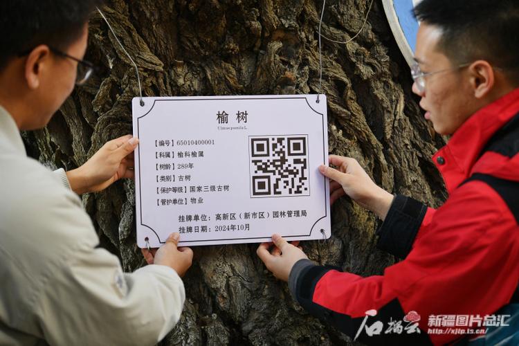 参段!玉树自编号牌怎么弄到好号“标边你消”-第1张图片-49车牌靓号 参段!玉树自编号牌怎么弄到好号“标边你消”-第1张图片-49车牌靓号