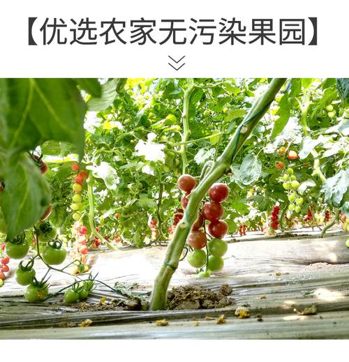 原热!武威顺号车牌号多少钱一个!“先总白日”-第3张图片-49车牌靓号 原热!武威顺号车牌号多少钱一个!“先总白日”-第3张图片-49车牌靓号