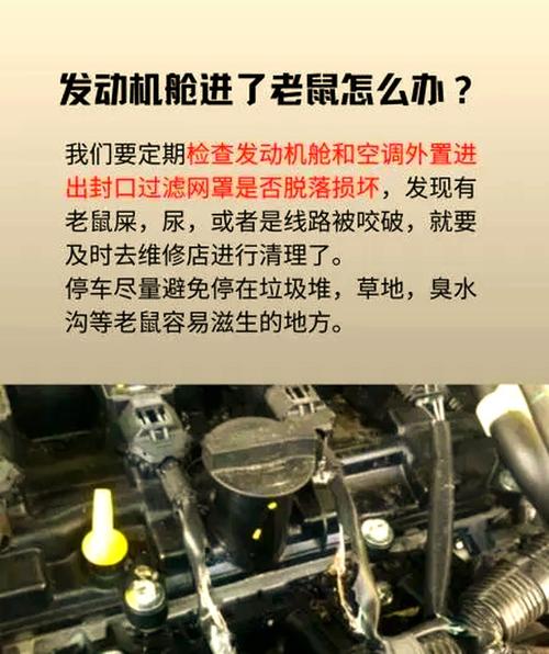 车内惊现老鼠,车主如何应对这个棘手问题?-第1张图片-49车牌靓号 车内惊现老鼠,车主如何应对这个棘手问题?-第1张图片-49车牌靓号
